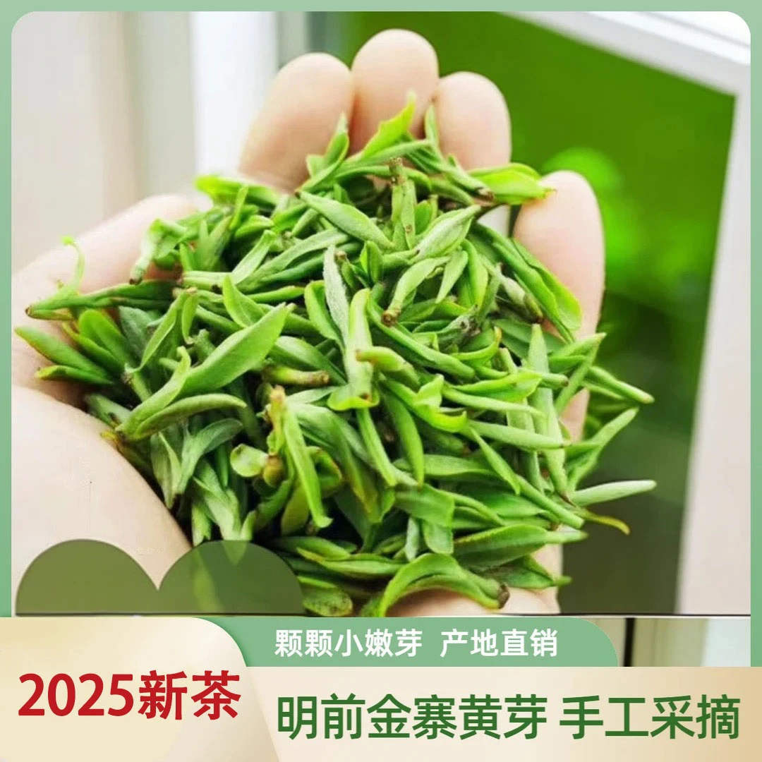 【明前黄芽A11】新茶金寨黄芽毛峰春茶季罐装2025年春茶新茶叶绿茶