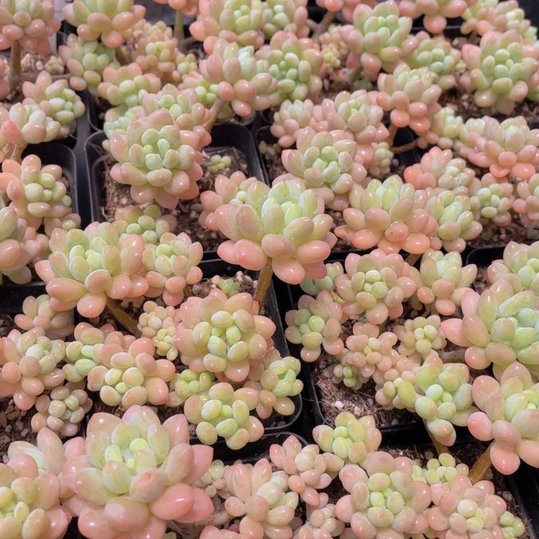 量拍3号 小仙女鱼子酱多头群一个