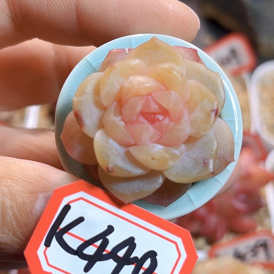 K440 若梦珍妮  满18包邮