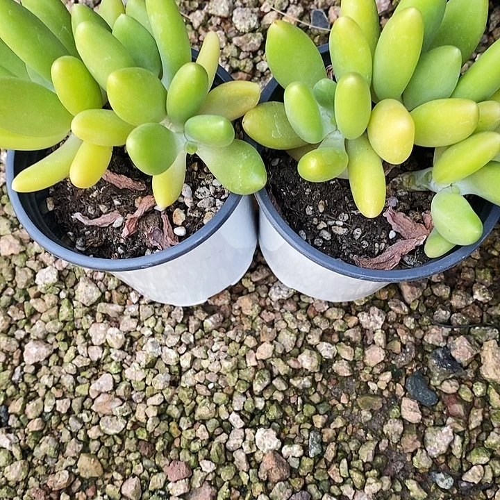 豆*芒果奶245667889900