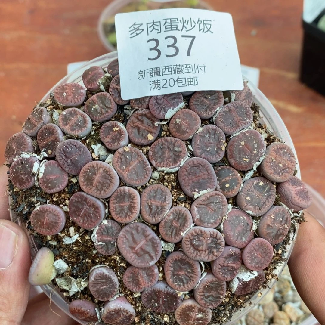 多肉蛋炒饭感谢您相伴337