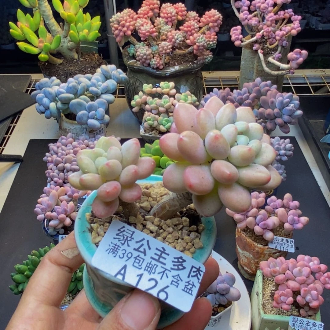 126鱼子酱多肉6c m