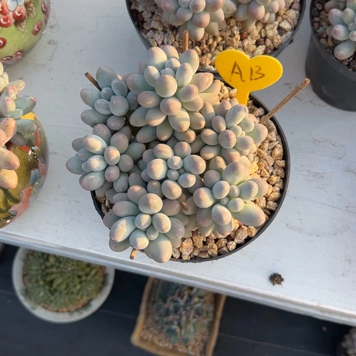 家***宝多肉植物一物一拍