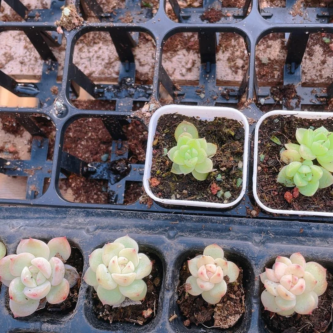 七喜盆一个满25包邮