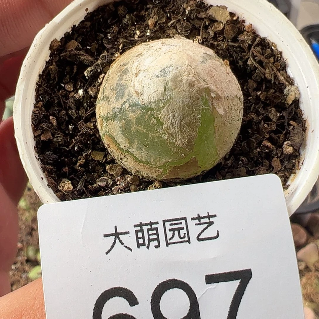 一物一拍。    697