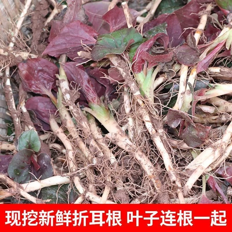 四川现挖鱼腥草新鲜折耳根嫩芽带叶子贵州凉拌节耳根2斤包邮