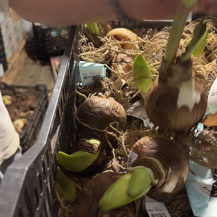 红色公爵7公分左右福利花剑