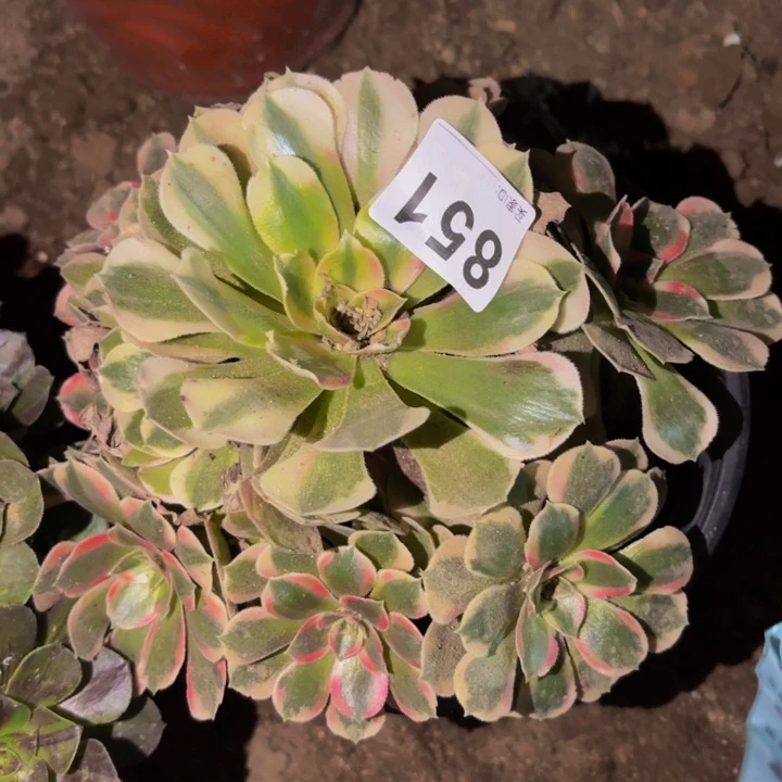 851青苹果多肉植物