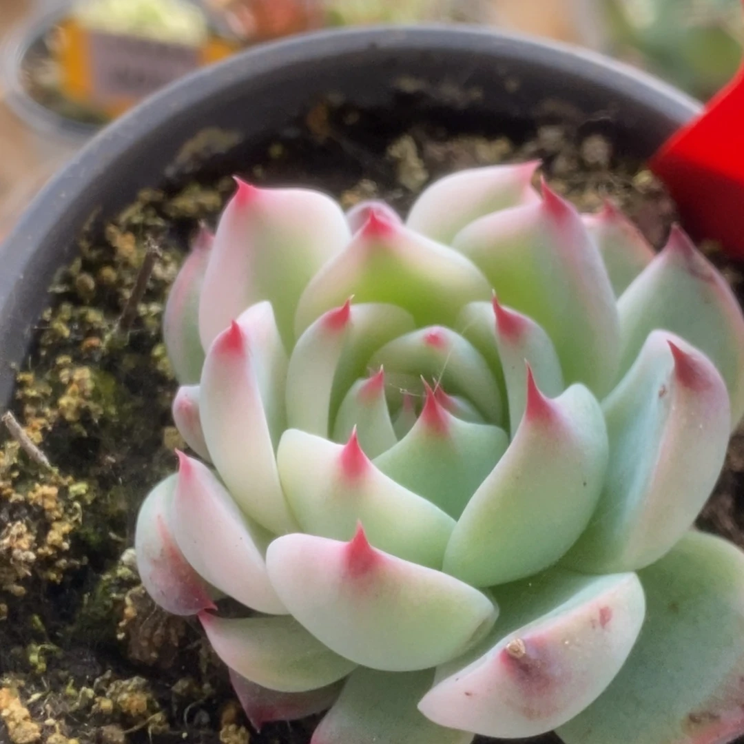 548吉娃娃锦锦锦锦锦