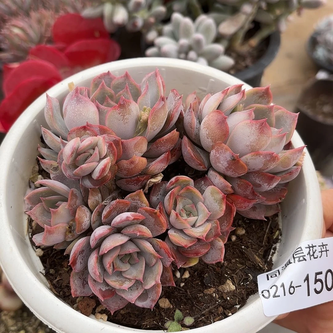 同温层多肉暗冰150