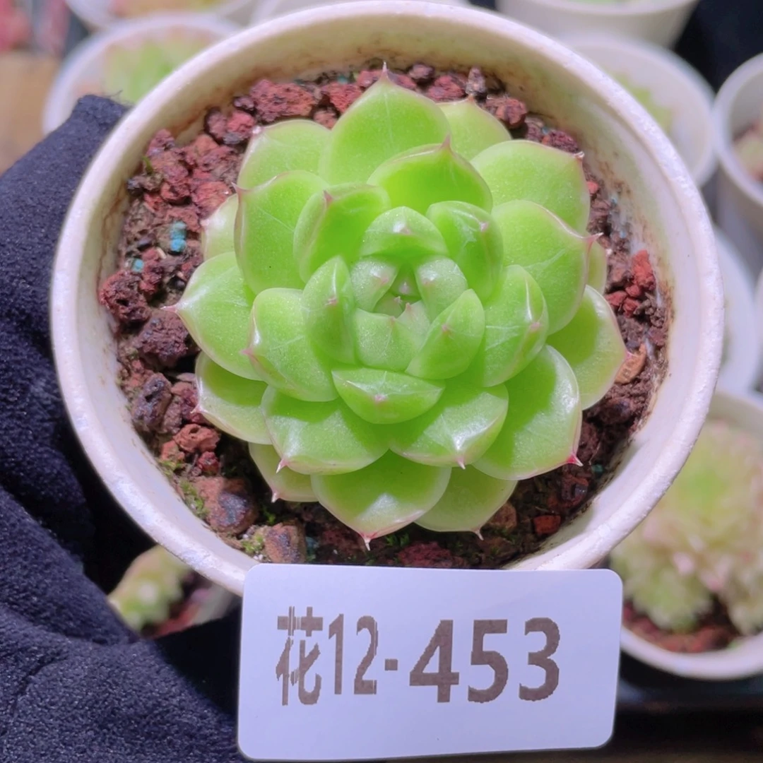 花利美12-453麦秆