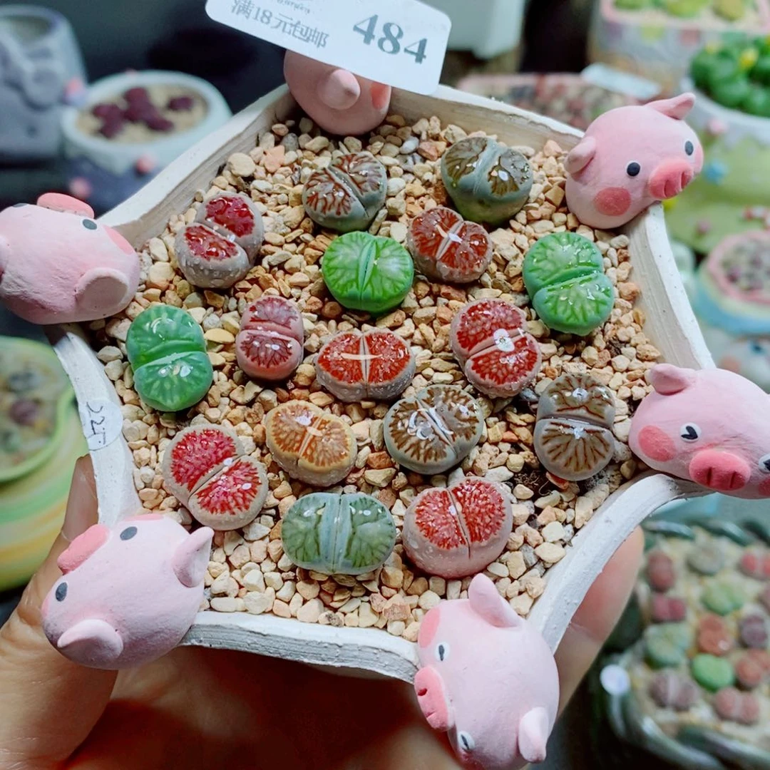 生石花花花花花花花484