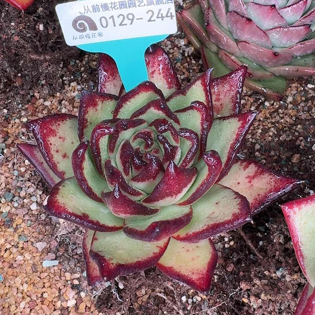 从前慢花园多肉0129-244