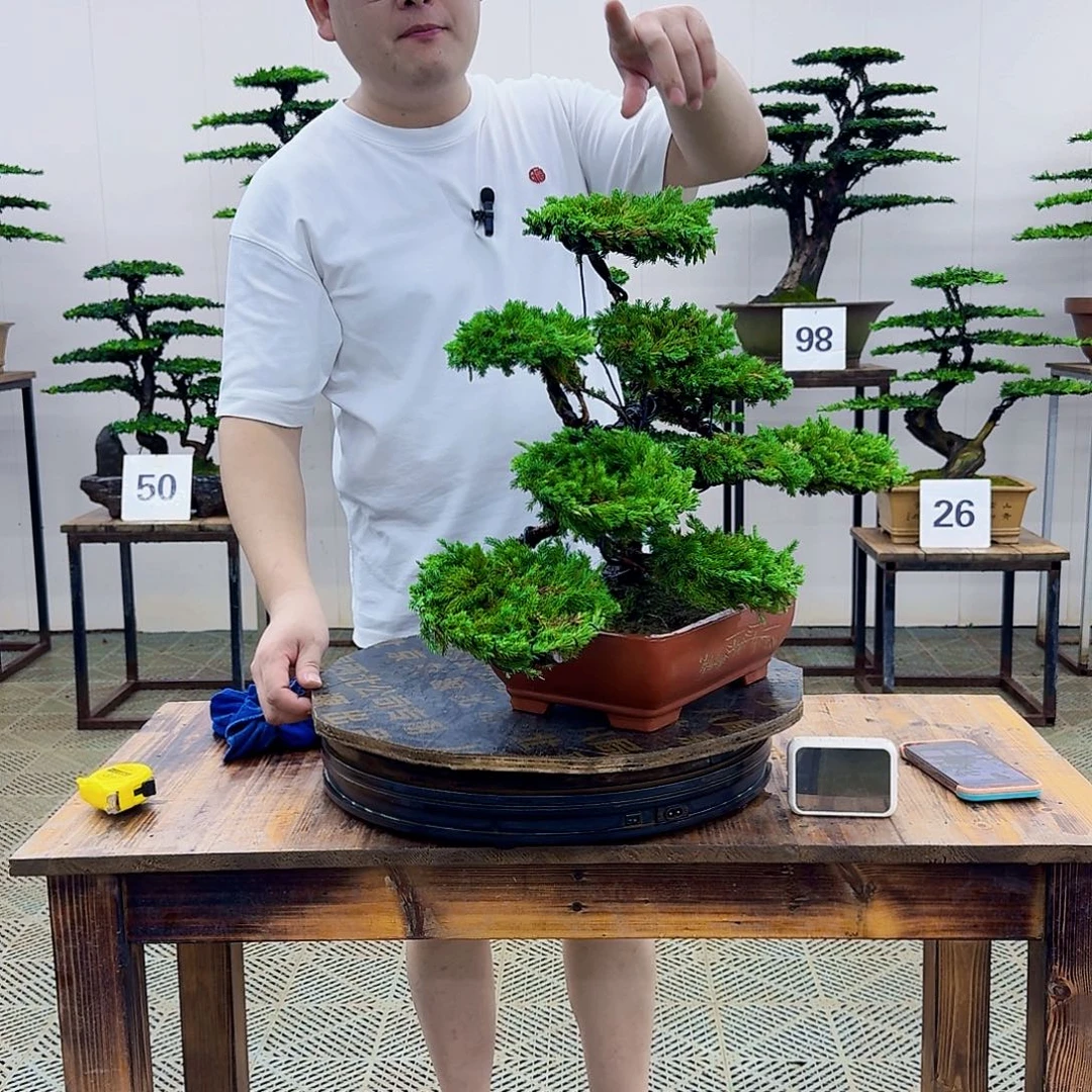 无花朵柏树造型盆景