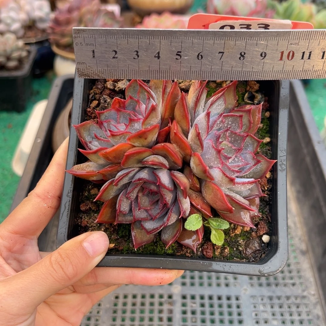 表妹精品多肉植物033.