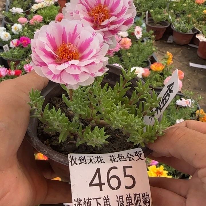 无花朵465俏芙蓉超小苗盆口10cm