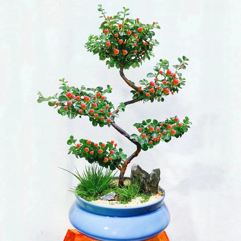 造型盆景红花荀子五层层层寓意花园植物盆栽地栽植物