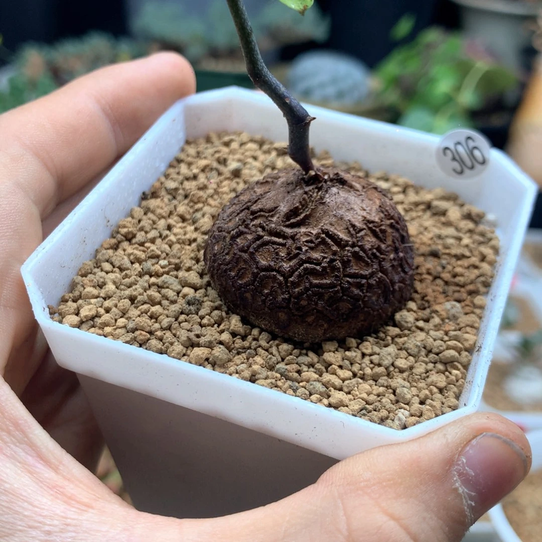 南非龟甲龙带盆发货306