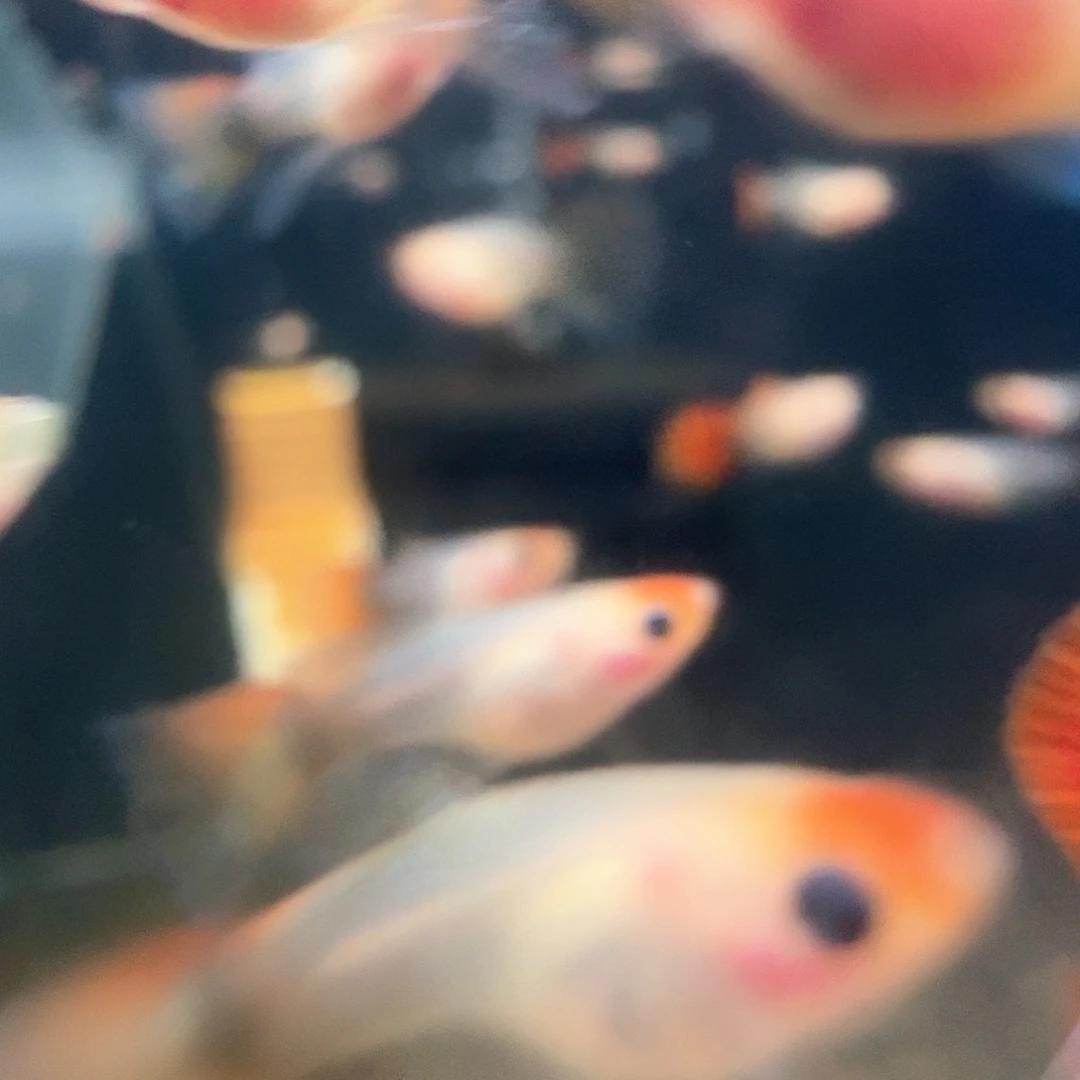 孔雀鱼深海蓝玻璃猫苗10条