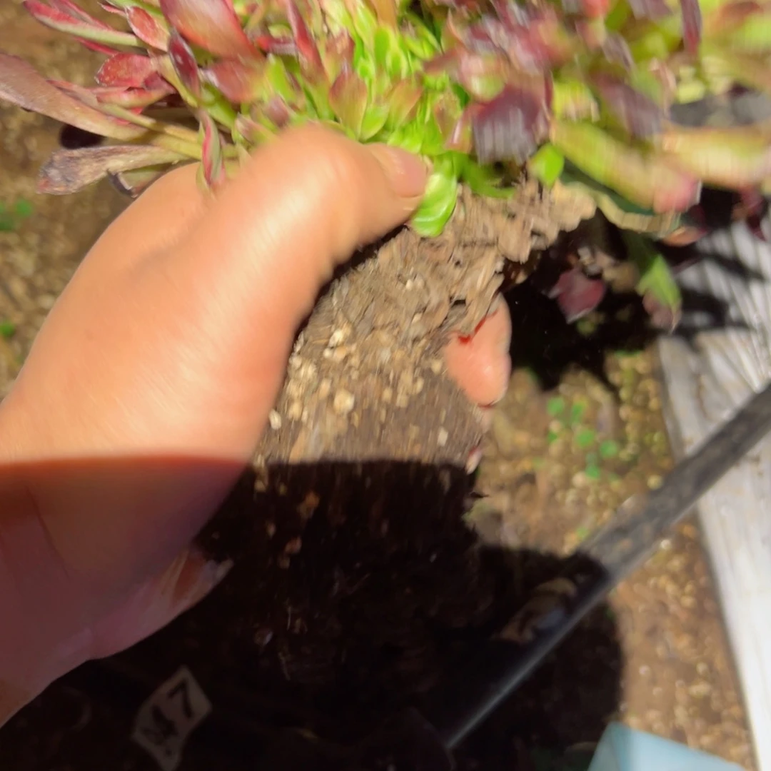 819 号多肉植物法师新年福利