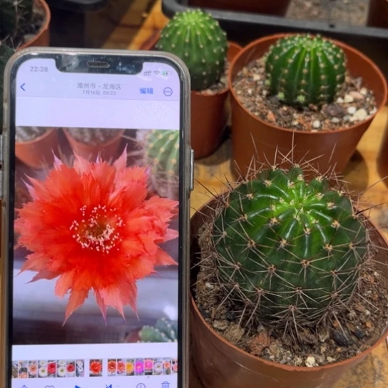 彩草红羽毛6公分左右