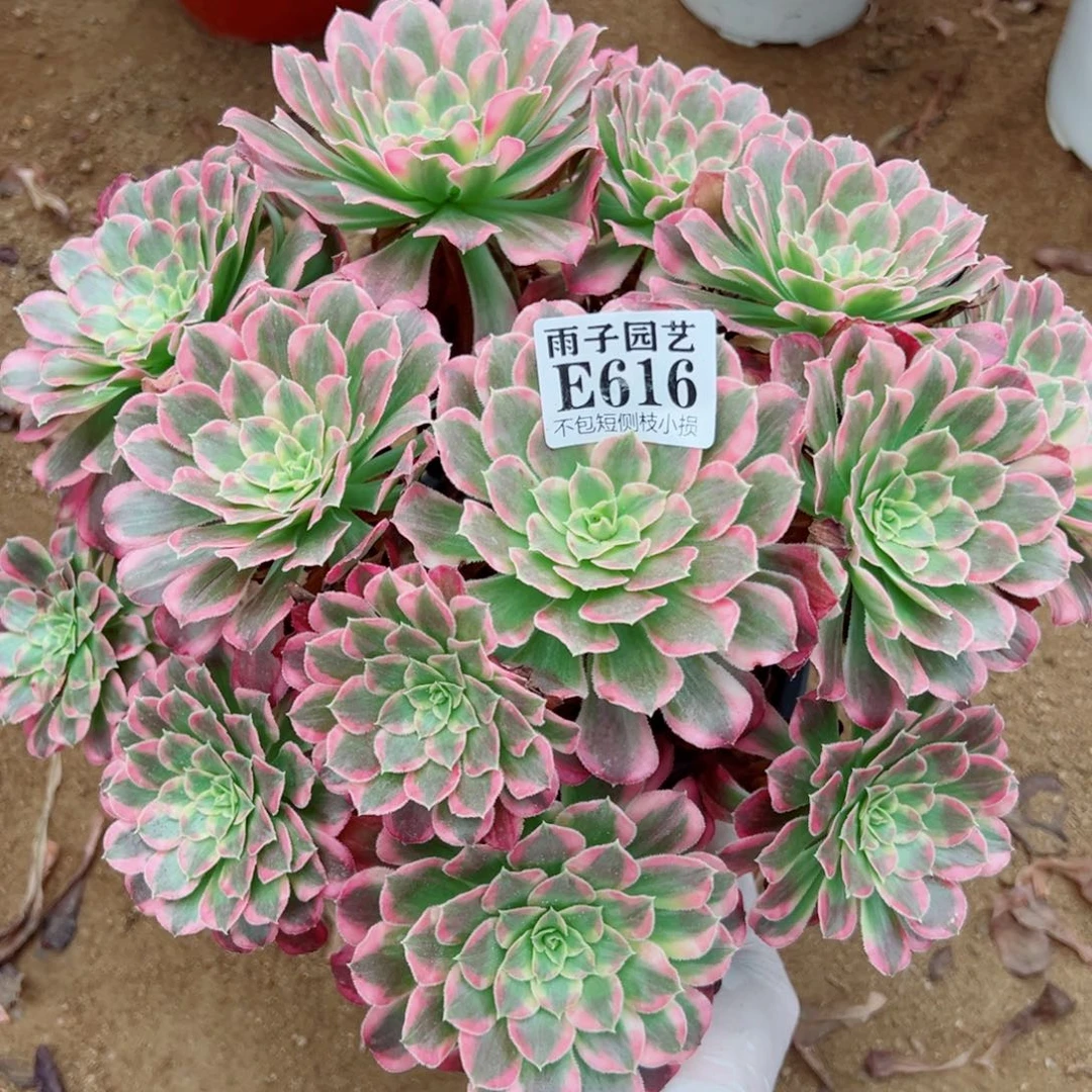 616天河尺寸30左右