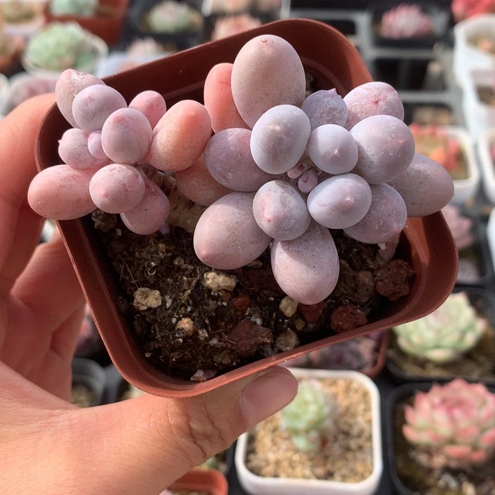 精控汤圆一物一拍