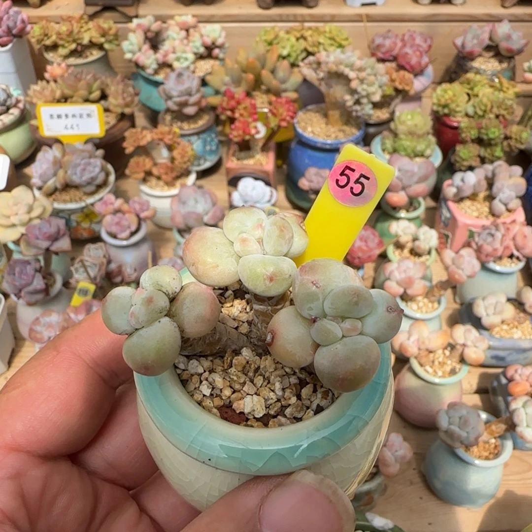 *****55号香水老桩3头带盆土
