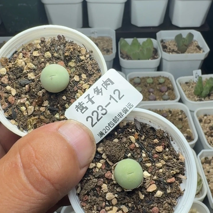 鸽子蛋 带盆土两颗。
