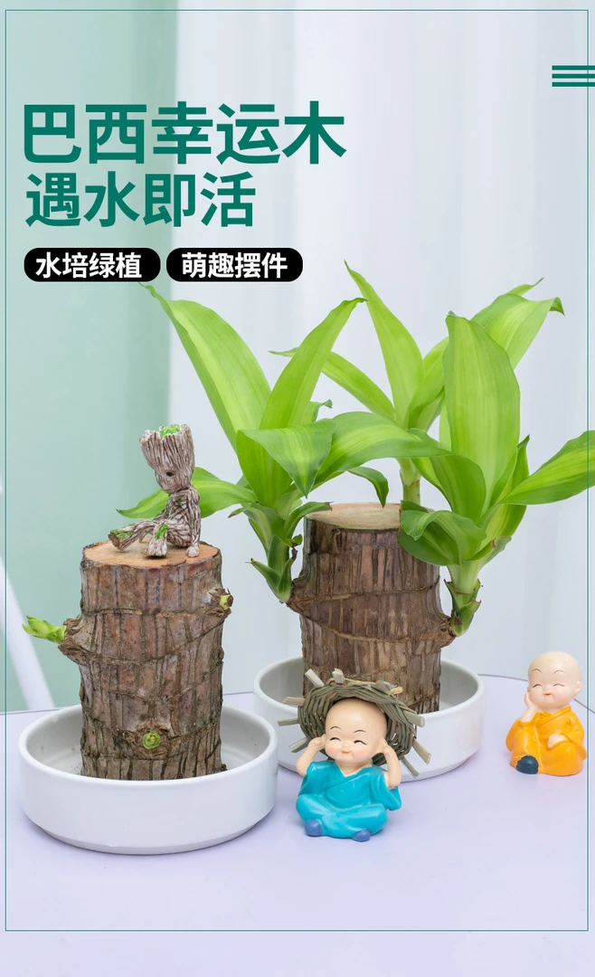 巴西木水培室内小绿植格鲁特树人室内开花好养懒人植物盆栽