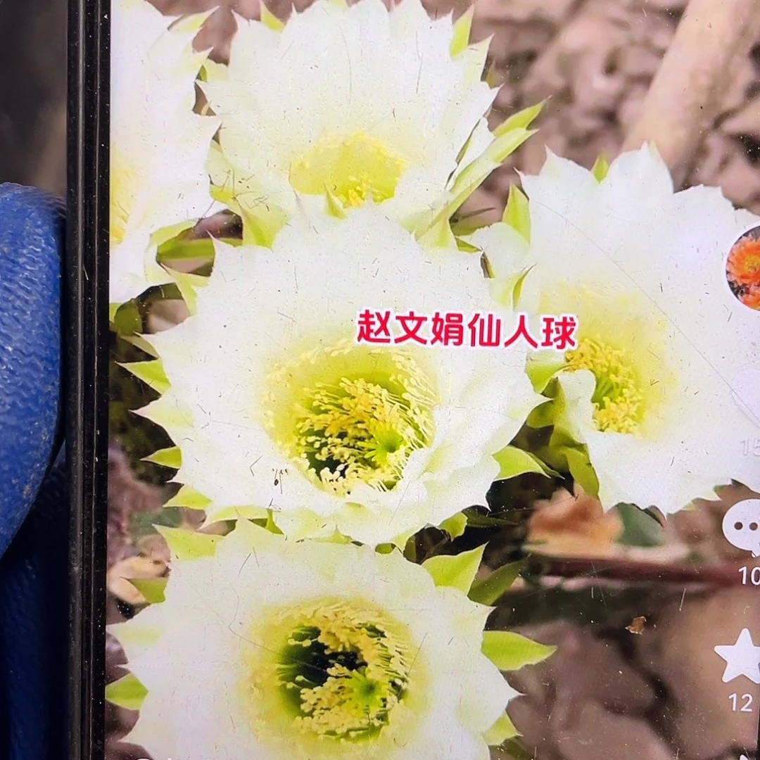 Cc143侧芽歪5公分以上满18包邮