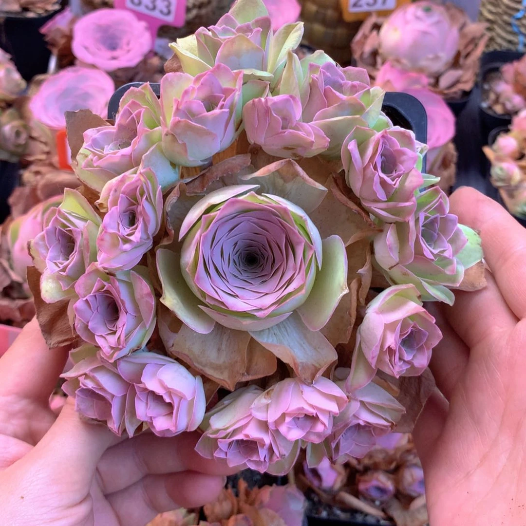 一物一拍12方盆大手捧