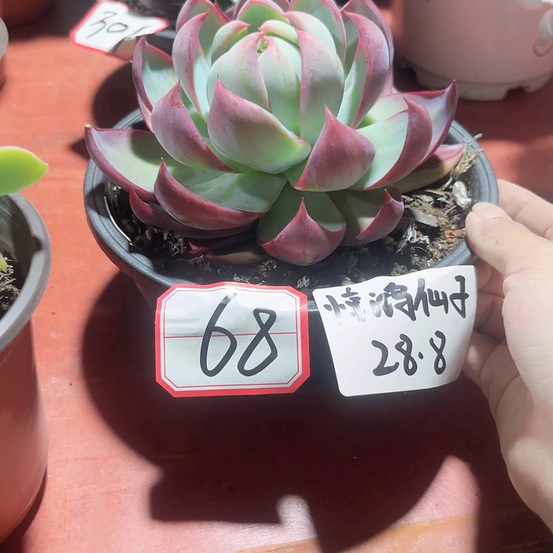 胖大欣的多肉惊鸿仙子