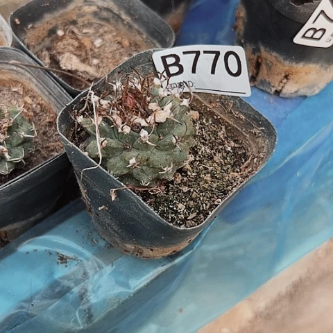完全开放娇丽770嫁接