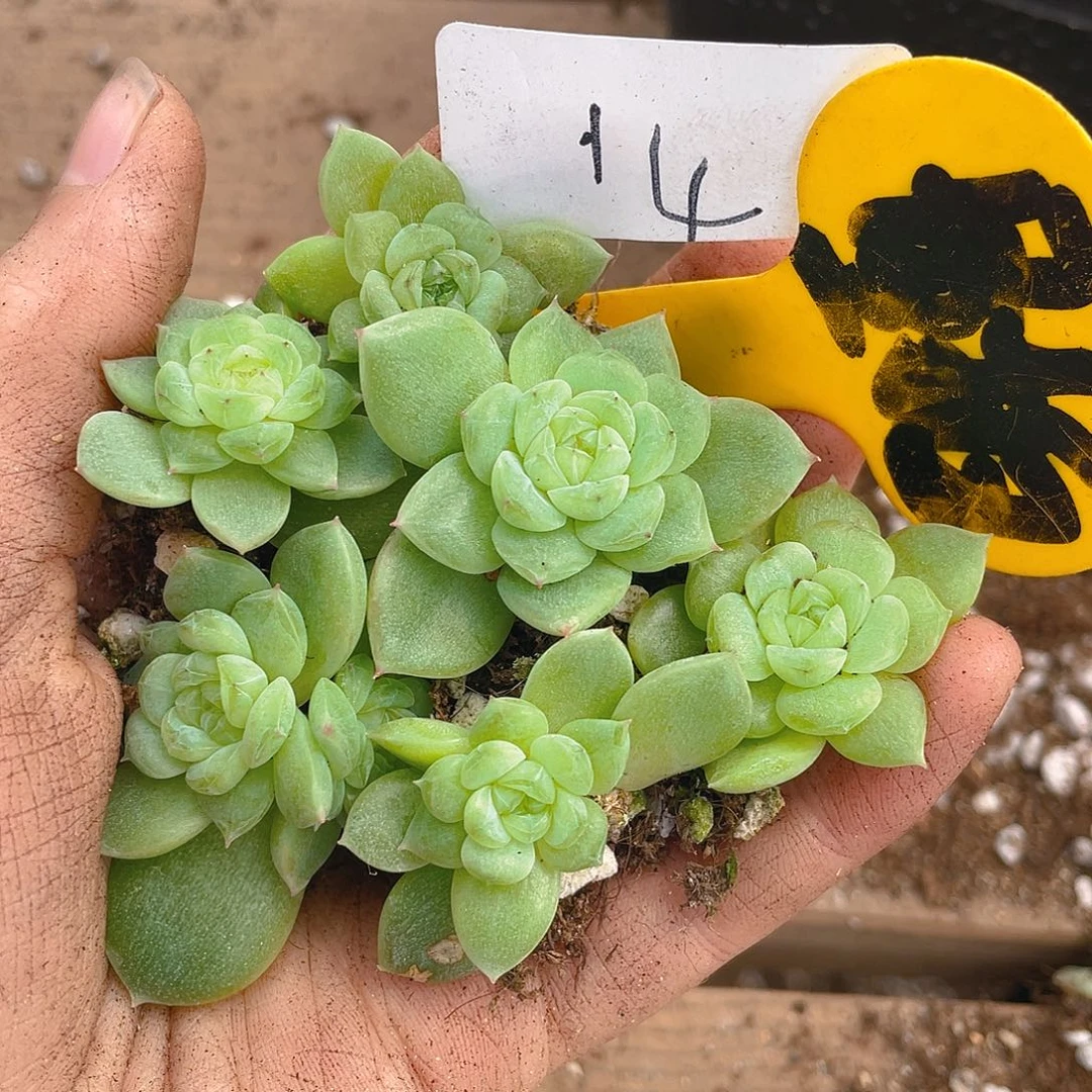 量拍多肉植物多肉植物14
