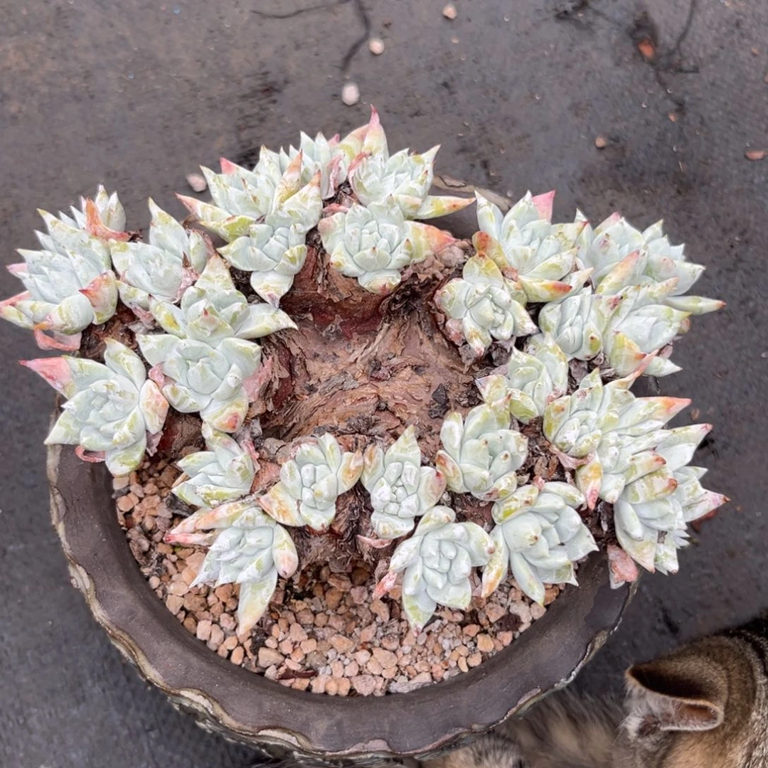 阿金尼杂法瑞，仙女杯多肉