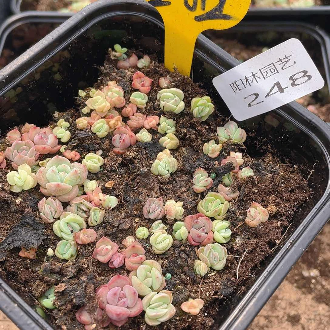 量拍多肉植物多肉植物248