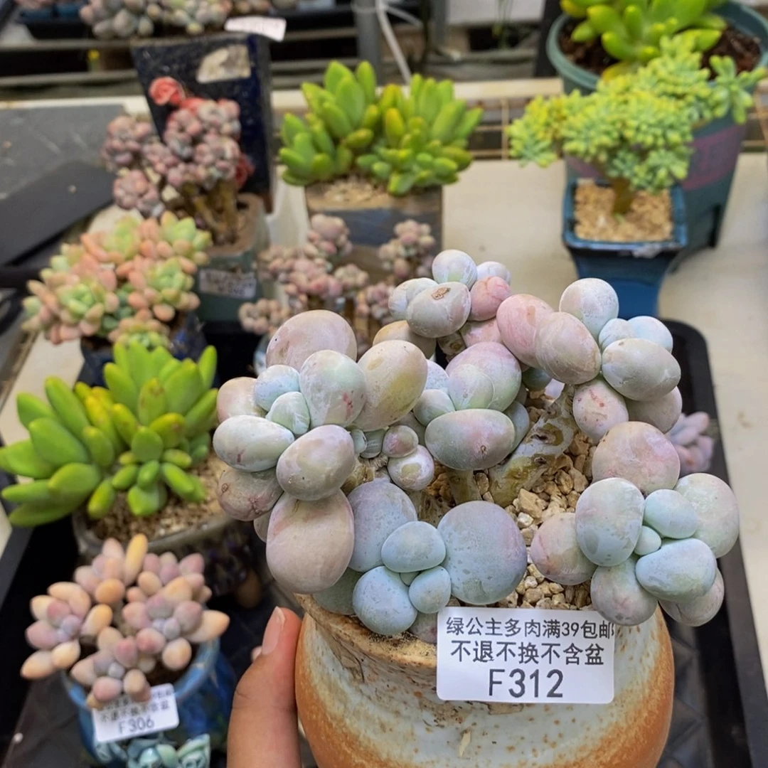 312芭比奶多肉12cm