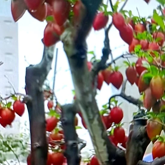 无花朵老鸦柿218扦插苗