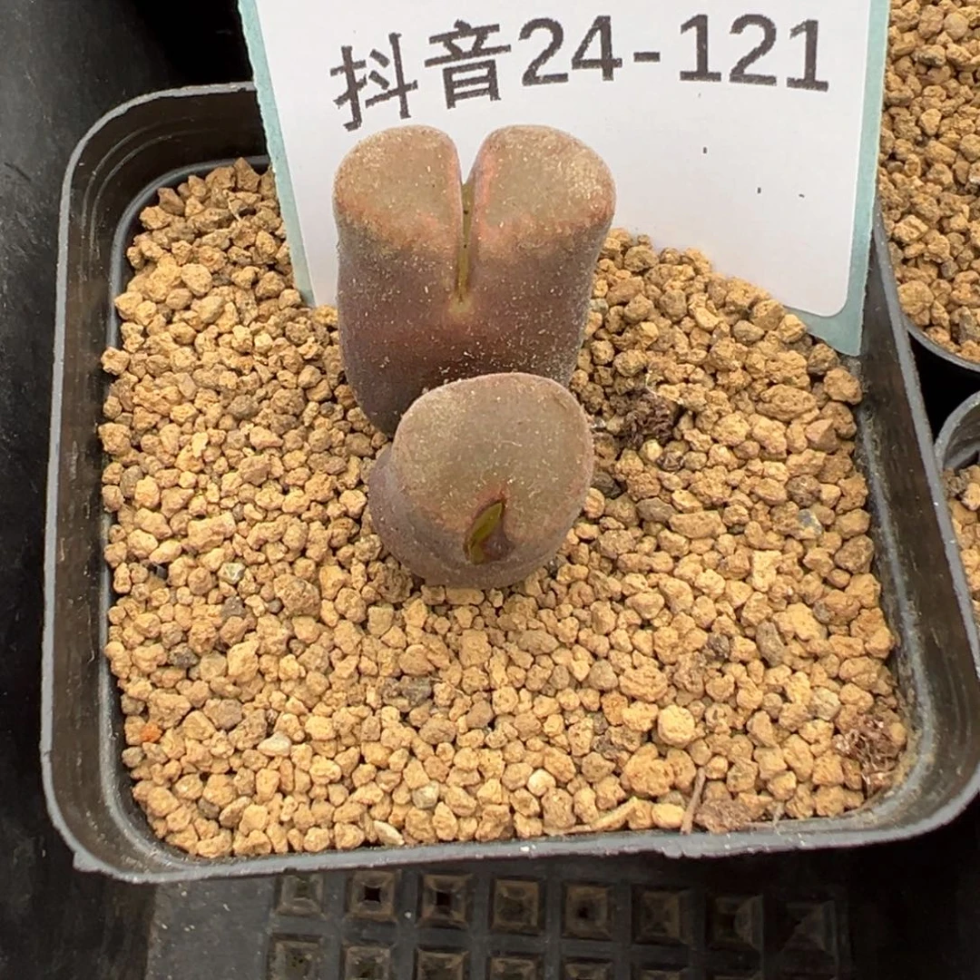 24-121肉锥多肉植物
