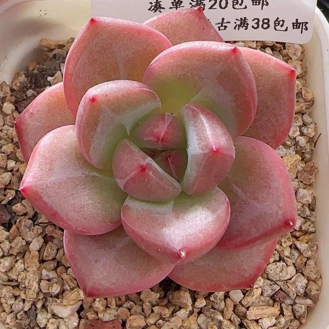 多肉0622-86福利福利