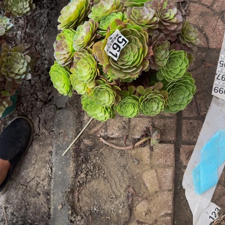 花月夜花25-35包邮花花