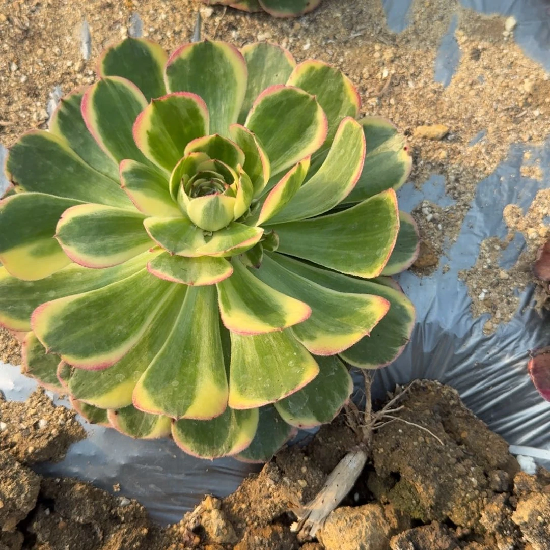 微***）粉铜59，冰淇淋58，两个发货。多肉