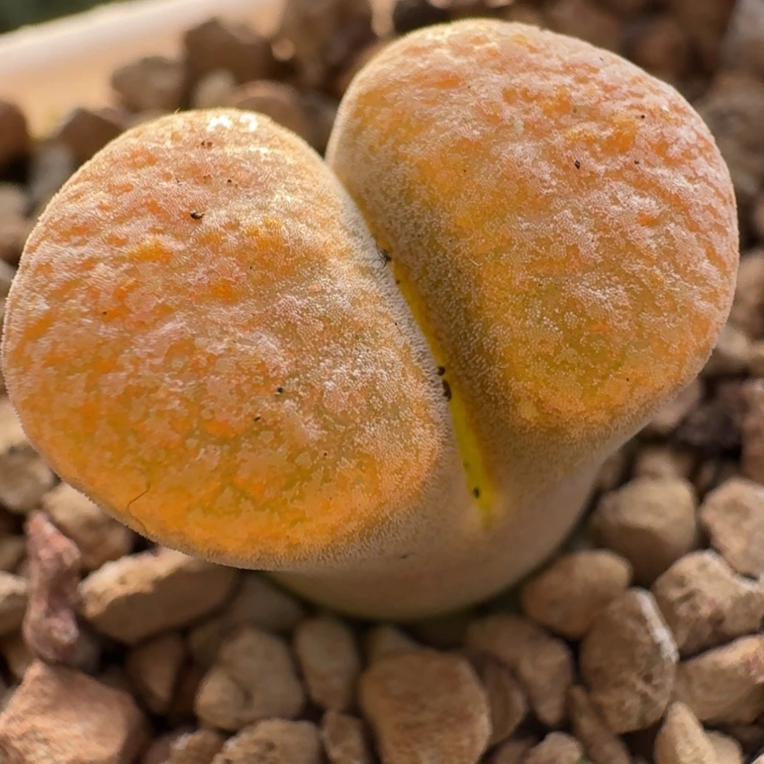 超级蛋糕风铃玉1710