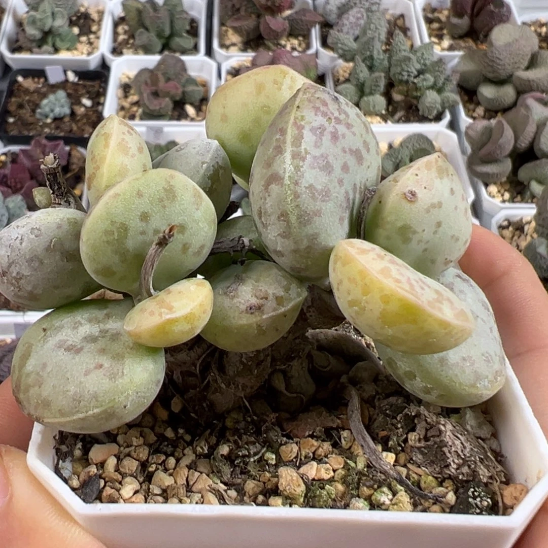 w花蛋季节锦多肉植物水泡