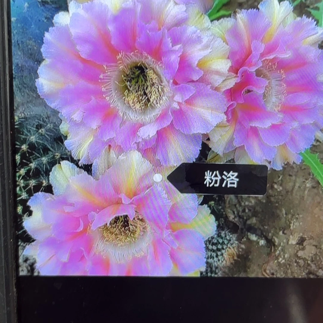 带根粉洛彩彩20包邮