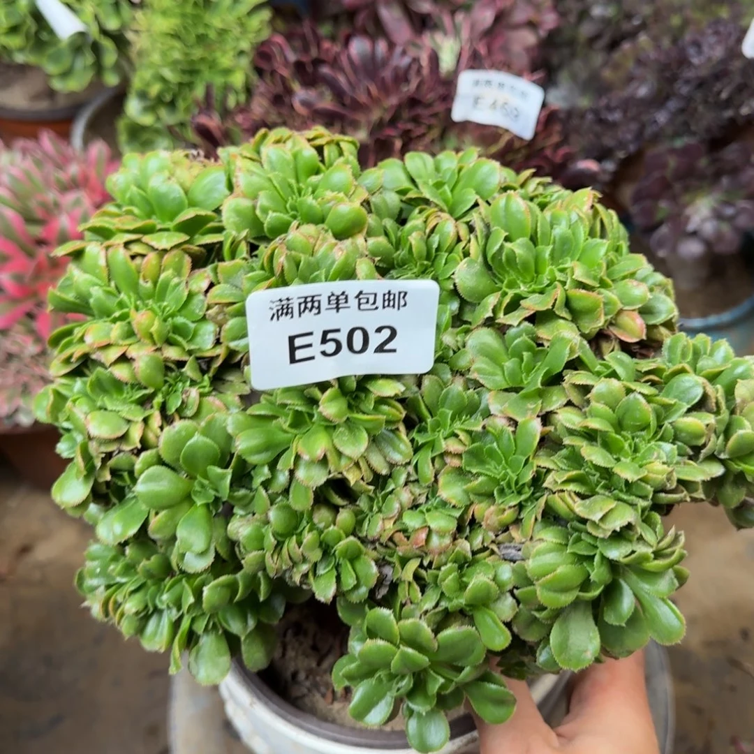 502小叶缀化法师多肉