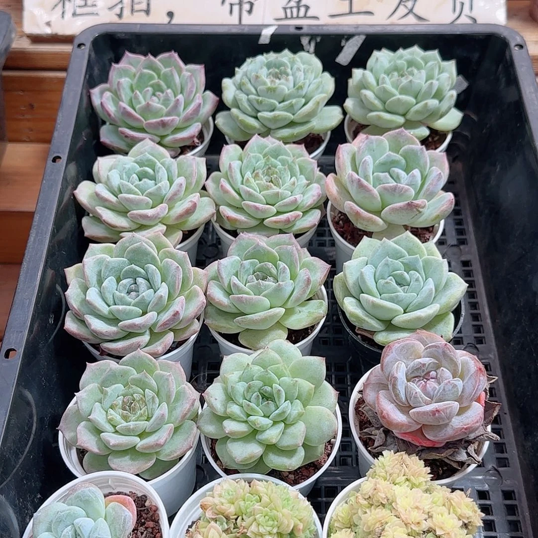 框拍多肉1002--62