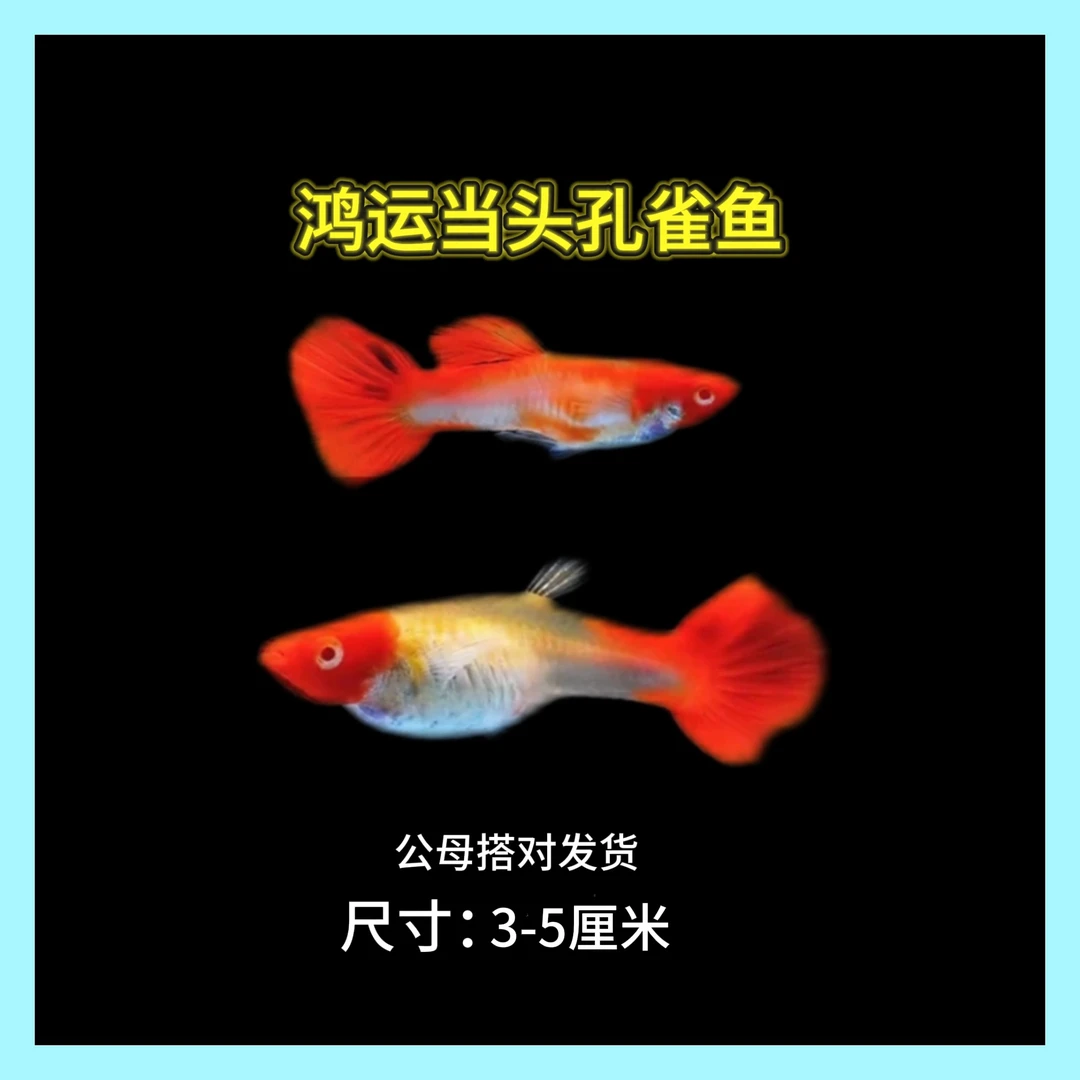 【大号种鱼鸿运当头】 繁殖组孔雀鱼小型观赏鱼淡水活体可生小鱼