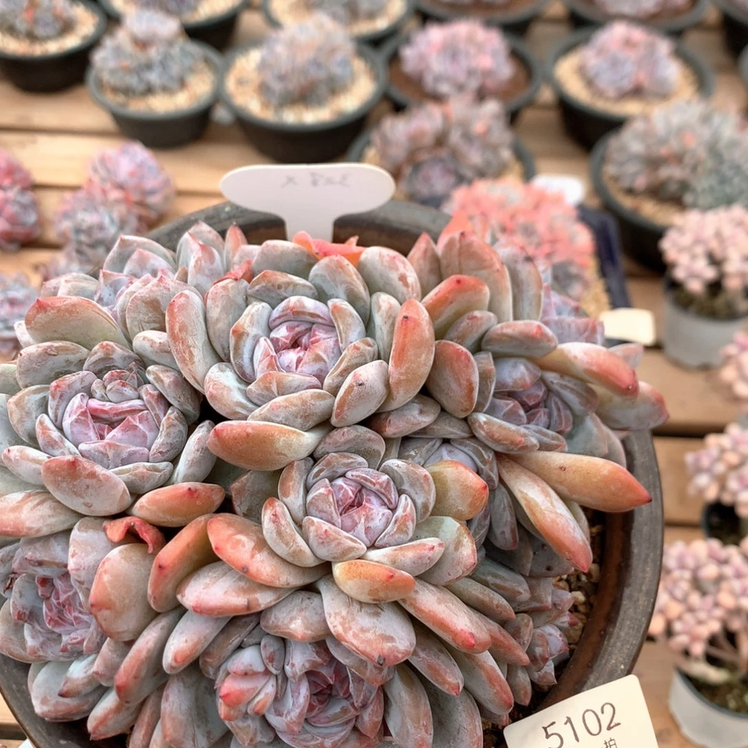 18厘米11头有砍石榴籽  潜力股 328